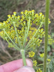 Pastinaca sativa