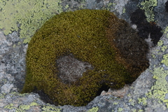 Hymenoloma crispulum