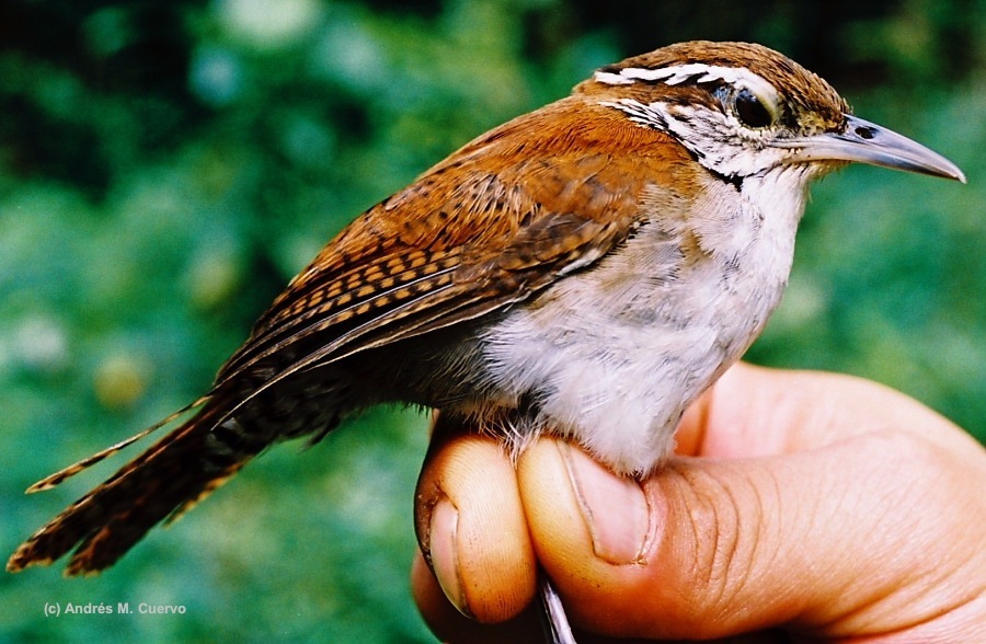 Thryophilus Wrens