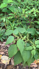 Boehmeria cylindrica