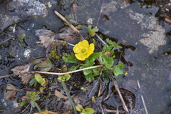 Ranunculus eschscholtzii