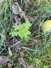 Galium triflorum