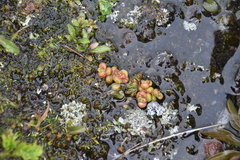 Sedum divergens