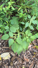 Boehmeria cylindrica