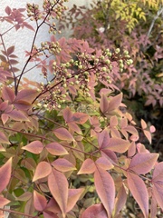 Nandina