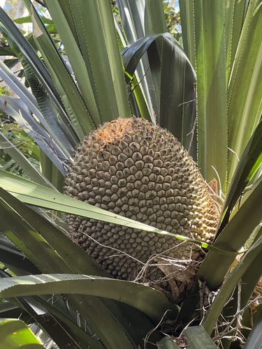 Pandanus balansae observed 2022-05-08
