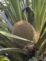 Pandanus balansae