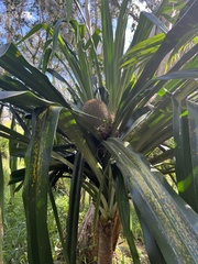 Pandanus balansae