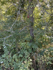 Celtis occidentalis