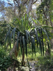Pandanus balansae