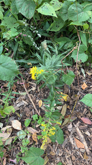 Erysimum cheiranthoides