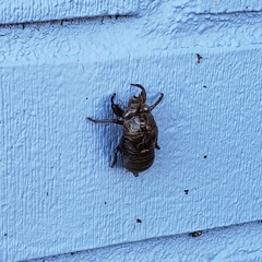 Cicadoidea