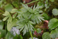 Ranunculus eschscholtzii