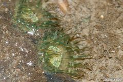 Anthopleura dixoniana