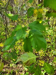 Malus sylvestris
