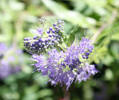 Caryopteris