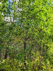 Malus sylvestris