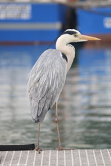 Ardea cinerea cinerea