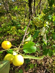 Malus sylvestris