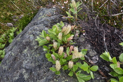 Salix arctica