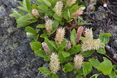 Salix arctica