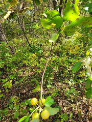 Malus sylvestris