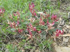 Astragalus bungeanus
