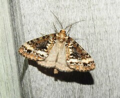 Pseudocoremia leucelaea