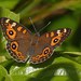 Meadow Argus - Photo (c) John Barraclough, some rights reserved (CC BY-NC), uploaded by John Barraclough
