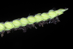 Paspalum dilatatum