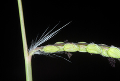 Paspalum dilatatum