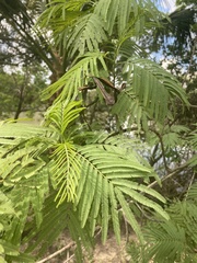 Leucaena pulverulenta