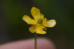 Ranunculus eschscholtzii