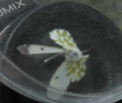 Anthocharidini