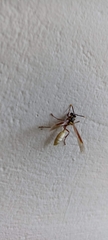 Apoica