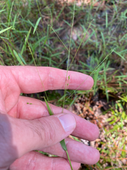 Kellochloa verrucosa