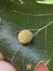 Acraspis quercushirta