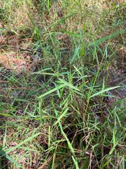 Kellochloa verrucosa