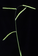Paspalum dilatatum