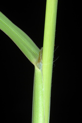 Paspalum dilatatum
