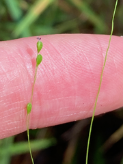 Kellochloa verrucosa