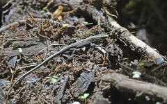 Pholidobolus vertebralis