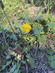 Taraxacum