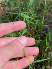 Kellochloa verrucosa