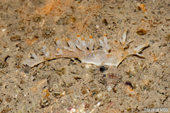 Bornella stellifera