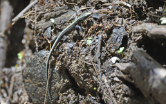 Pholidobolus vertebralis