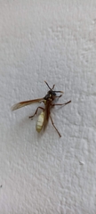 Apoica