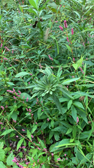 Persicaria longiseta