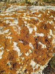 Xanthoria calcicola