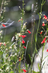 Penstemon barbatus
